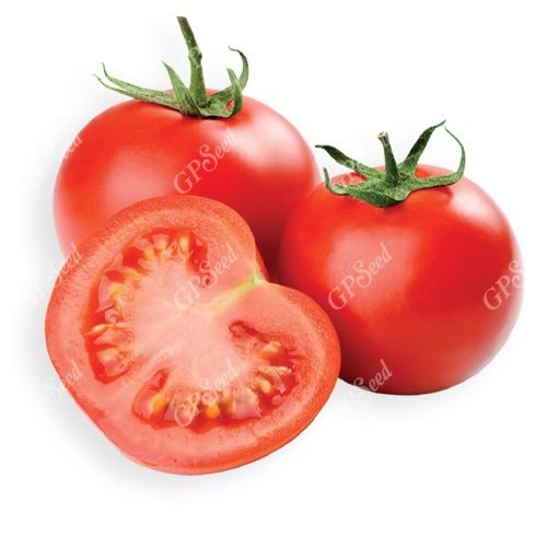 گوجه-فرنگی