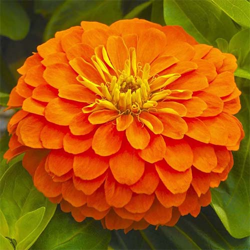 آهارF2-پاكوتاه-پرپر-گل-درشت-تک-رنگ-نارنجی
